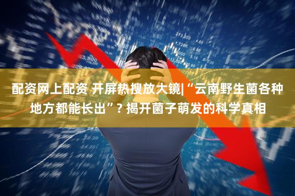 配资网上配资 开屏热搜放大镜|“云南野生菌各种地方都能长出”? 揭开菌子萌发的科学真相